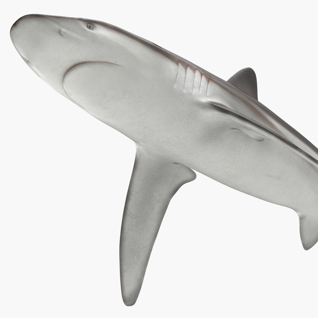 sharks 5 3ds https://p.turbosquid.com/ts-thumb/16/6omlE2/OZxTgLdi/3dmodelsofsharkscollection046/jpg/1452931560/1920x1080/fit_q87/ba3e7171bff670ae634369c250286fe204d5df0b/3dmodelsofsharkscollection046.jpg