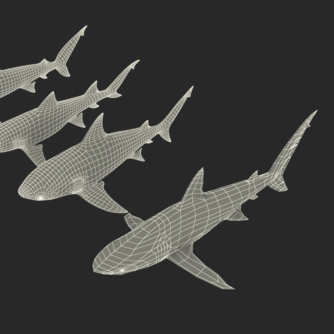 sharks 5 3ds https://p.turbosquid.com/ts-thumb/16/6omlE2/P5BsSv66/3dmodelsofsharkscollection098/jpg/1452931566/1920x1080/fit_q87/e0dc4ae11c4ca02b30a9407cd70e101af794c03b/3dmodelsofsharkscollection098.jpg