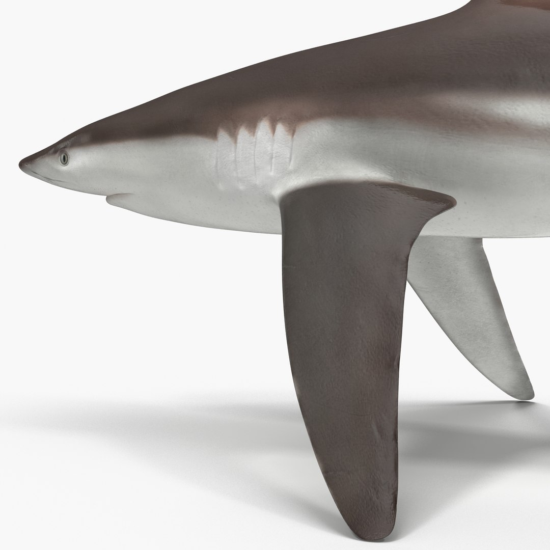 sharks 5 3ds https://p.turbosquid.com/ts-thumb/16/6omlE2/P5Y7ww5w/3dmodelsofsharkscollection042/jpg/1452931560/1920x1080/fit_q87/90b20e7beac99def41c46e0455525f8a15fac641/3dmodelsofsharkscollection042.jpg