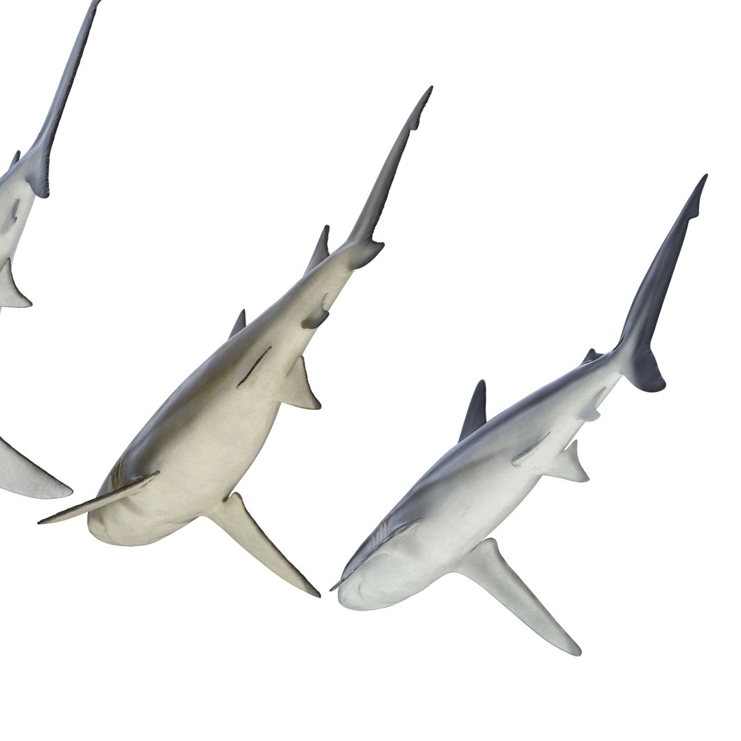 sharks 5 3ds https://p.turbosquid.com/ts-thumb/16/6omlE2/RO5t35ft/3dmodelsofsharkscollection010/jpg/1452931557/1920x1080/fit_q87/615e13f7847ce7ee9e1d418fde1819bb557066bb/3dmodelsofsharkscollection010.jpg