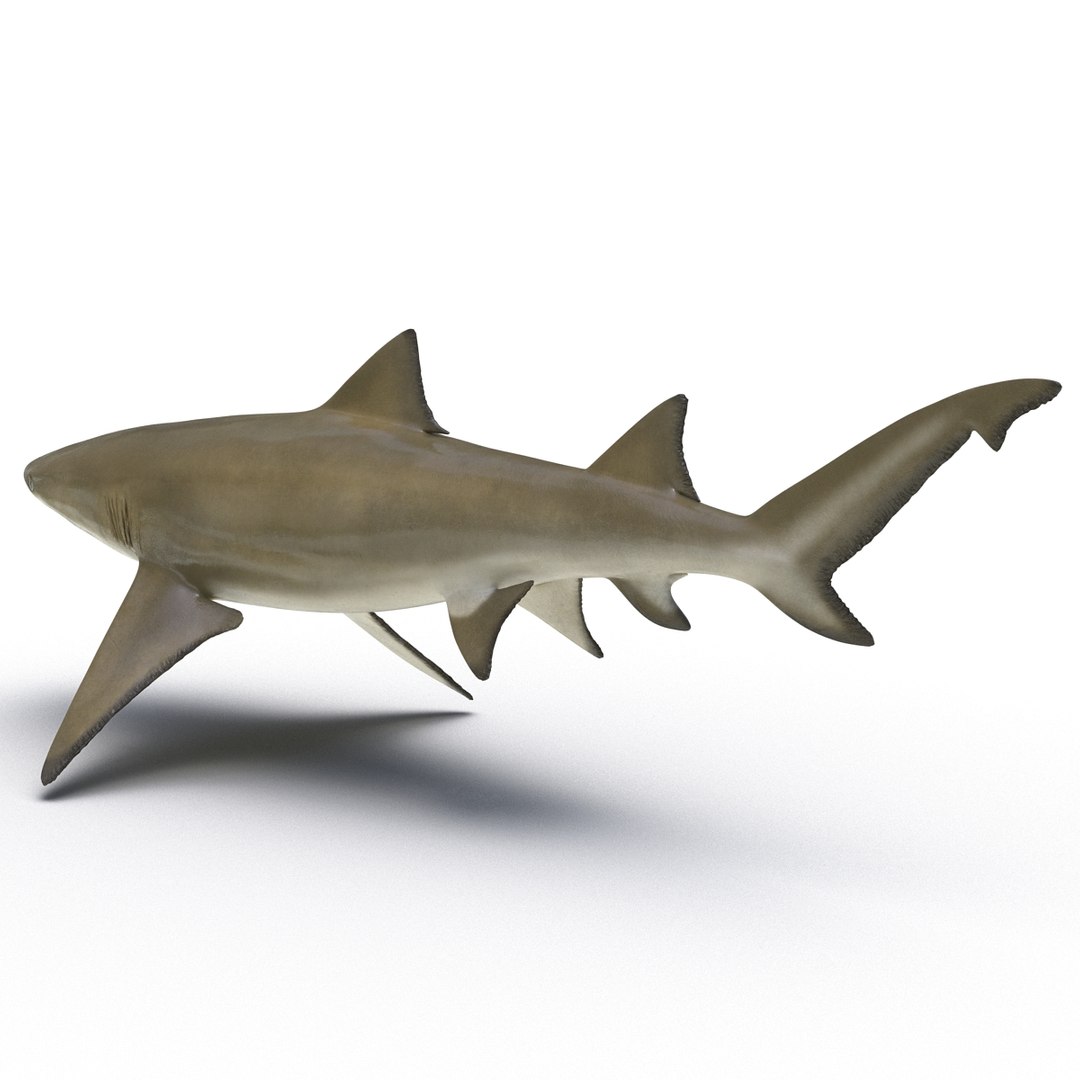 sharks 5 3ds https://p.turbosquid.com/ts-thumb/16/6omlE2/SQLYfc5a/3dmodelsofsharkscollection062/jpg/1452931562/1920x1080/fit_q87/9e1ee2d3c68b7e753c8a98e37394ba52bff9673a/3dmodelsofsharkscollection062.jpg