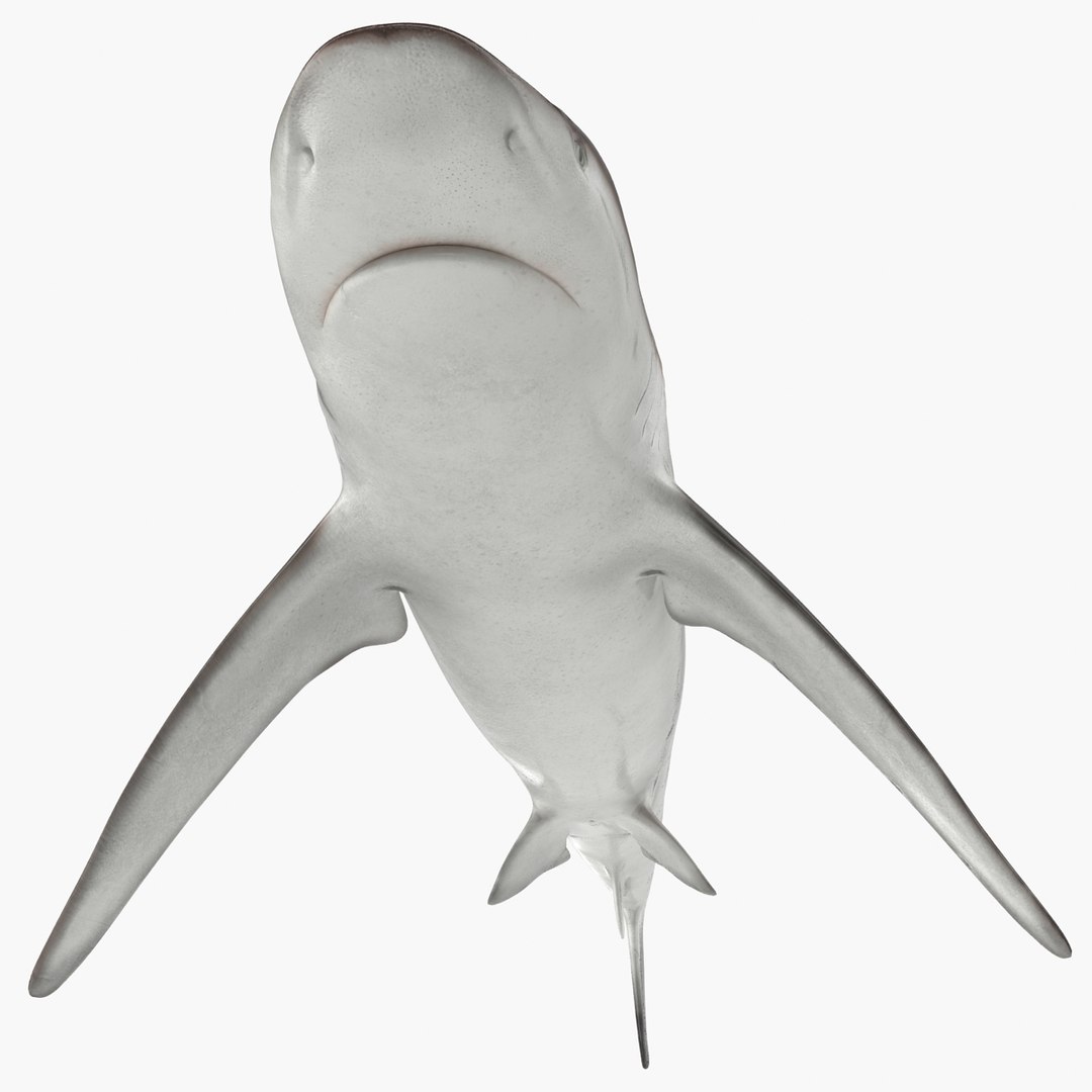 sharks 5 3ds https://p.turbosquid.com/ts-thumb/16/6omlE2/SWIqoD9u/3dmodelsofsharkscollection045/jpg/1452931560/1920x1080/fit_q87/5015e021a0b2bf1d6fc9eeee32ed0227dd8f4c63/3dmodelsofsharkscollection045.jpg