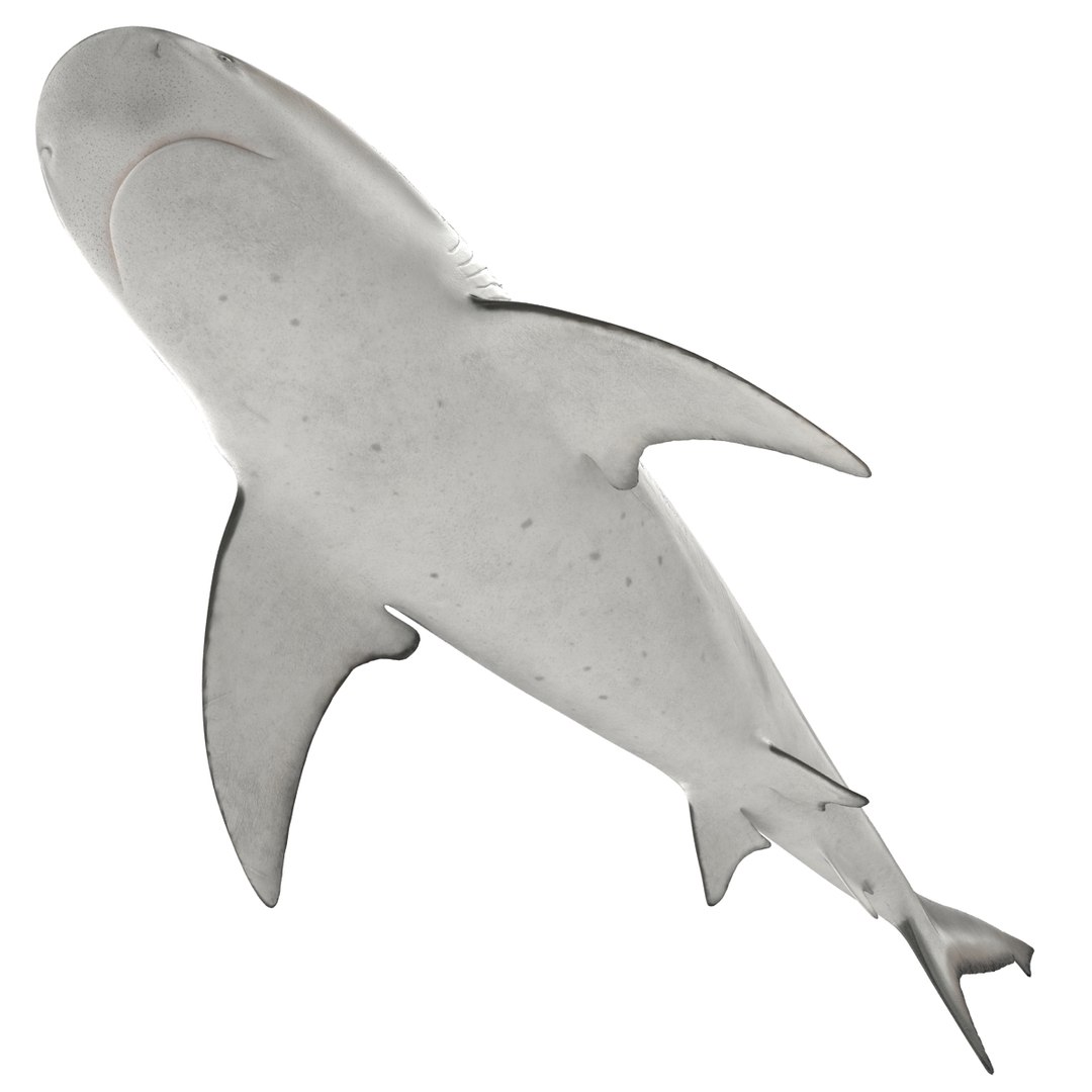 sharks 5 3ds https://p.turbosquid.com/ts-thumb/16/6omlE2/T0eP5vrj/3dmodelsofsharkscollection026/jpg/1452931558/1920x1080/fit_q87/f156a0701460cf1d0f14fcf623285b2cb5b68bc4/3dmodelsofsharkscollection026.jpg