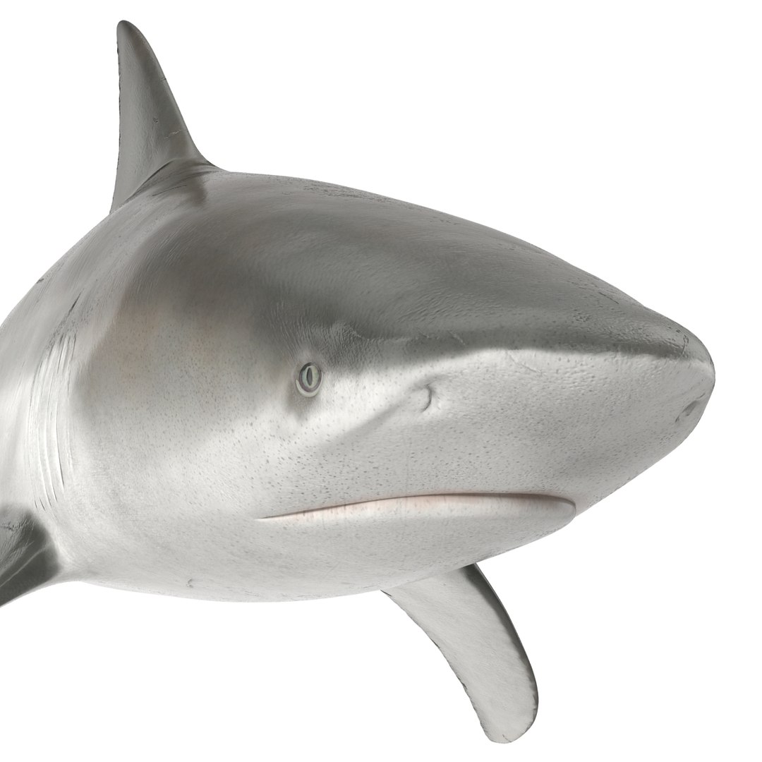 sharks 5 3ds https://p.turbosquid.com/ts-thumb/16/6omlE2/TPAeSBbi/3dmodelsofsharkscollection028/jpg/1452931559/1920x1080/fit_q87/07497e1434eb6ed2a15014a66d73bae74bc85f6b/3dmodelsofsharkscollection028.jpg
