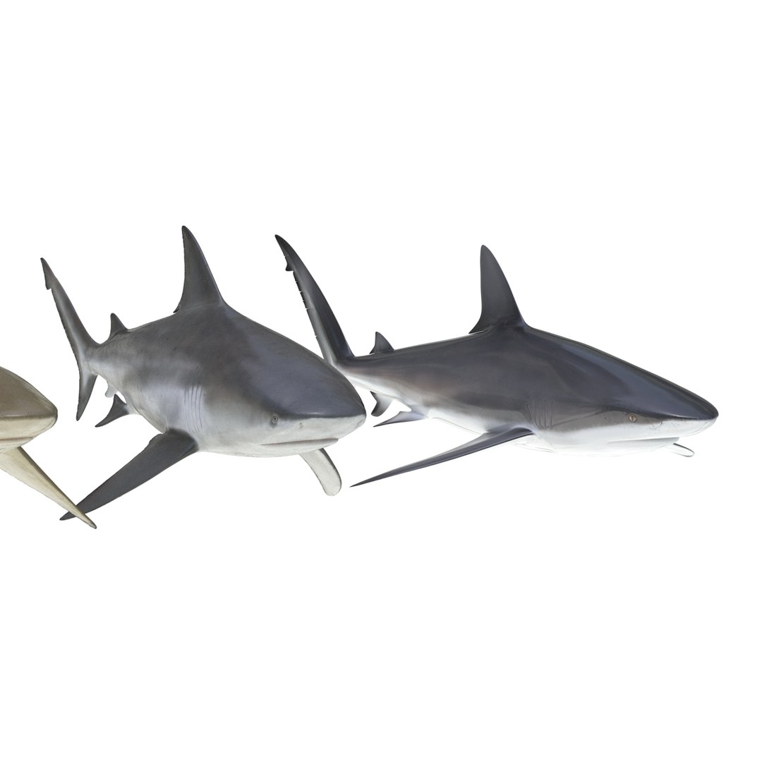 sharks 5 3ds https://p.turbosquid.com/ts-thumb/16/6omlE2/Tvp2xW4X/3dmodelsofsharkscollection011/jpg/1452931557/1920x1080/fit_q87/17de3dd83a715b88c69c22b571303b5ce0604cad/3dmodelsofsharkscollection011.jpg