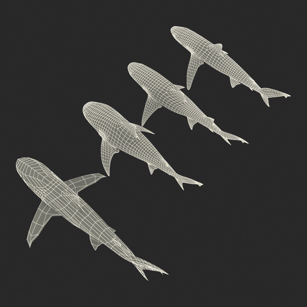 sharks 5 3ds https://p.turbosquid.com/ts-thumb/16/6omlE2/TxVKG476/3dmodelsofsharkscollection088/jpg/1452931565/1920x1080/fit_q87/c1ab7fb9c0af6237a47db7f0f3033c4c31444e5e/3dmodelsofsharkscollection088.jpg