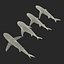 Collection Requins 5