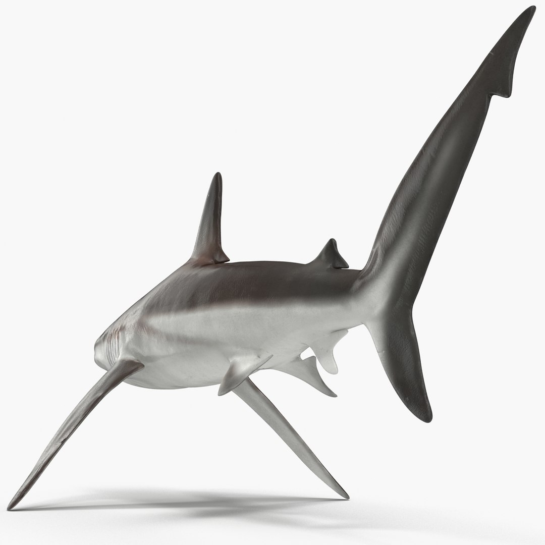 sharks 5 3ds https://p.turbosquid.com/ts-thumb/16/6omlE2/U5TsuArl/3dmodelsofsharkscollection038/jpg/1452931560/1920x1080/fit_q87/c838f16cb4932def7ebd5c99c1730826fdd0eec0/3dmodelsofsharkscollection038.jpg