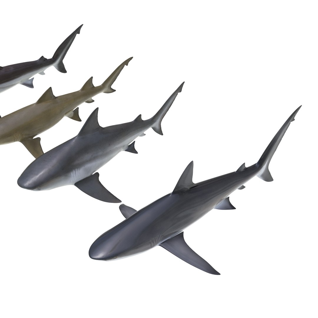 sharks 5 3ds https://p.turbosquid.com/ts-thumb/16/6omlE2/Und0xyO7/3dmodelsofsharkscollection012/jpg/1452931557/1920x1080/fit_q87/629e9750ce692d6831a28966624316a122b6c207/3dmodelsofsharkscollection012.jpg