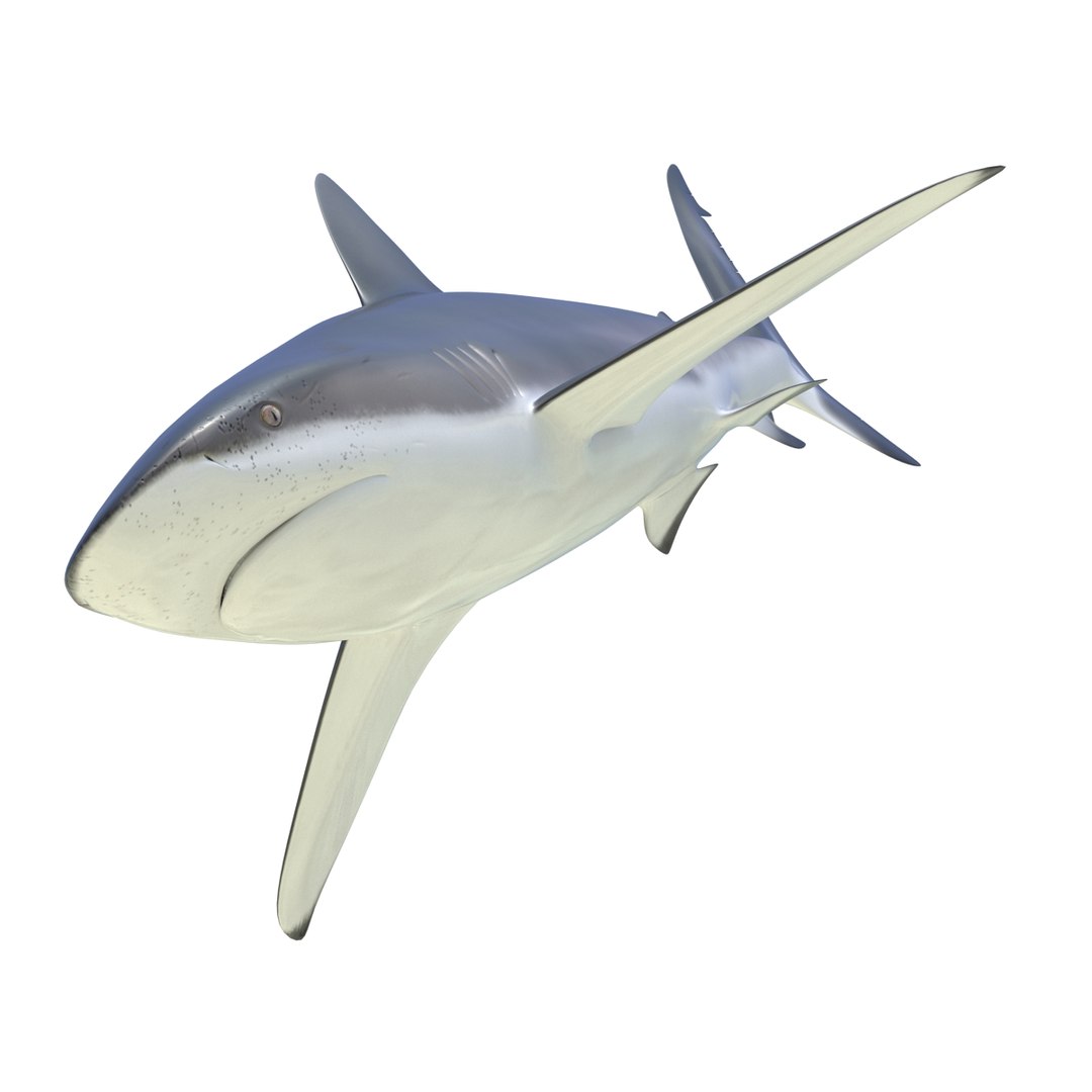 sharks 5 3ds https://p.turbosquid.com/ts-thumb/16/6omlE2/VjRxMEGm/3dmodelsofsharkscollection055/jpg/1452931561/1920x1080/fit_q87/7cd587a9b81aa612135033d784272d1c391ba330/3dmodelsofsharkscollection055.jpg