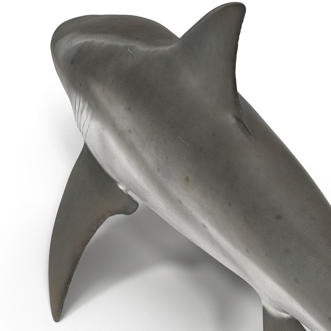 sharks 5 3ds https://p.turbosquid.com/ts-thumb/16/6omlE2/W7LAt6VD/3dmodelsofsharkscollection025/jpg/1452931558/1920x1080/fit_q87/628405a20d34ecc10ed04c2092ac81959fabf404/3dmodelsofsharkscollection025.jpg