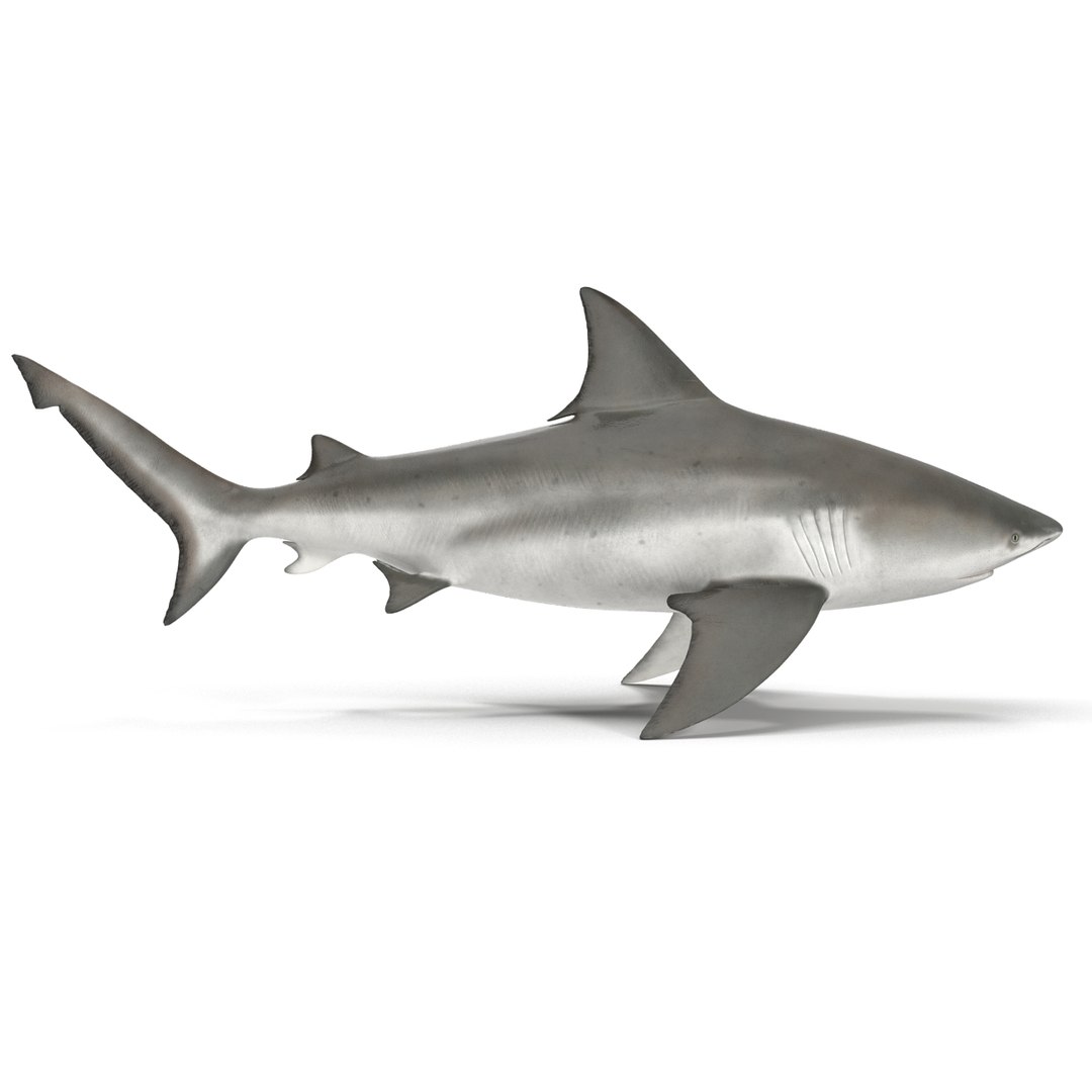 sharks 5 3ds https://p.turbosquid.com/ts-thumb/16/6omlE2/WHMPdNO8/3dmodelsofsharkscollection015/jpg/1452931557/1920x1080/fit_q87/c5b9ec33b8a261971763816cd33c63fb2459c507/3dmodelsofsharkscollection015.jpg