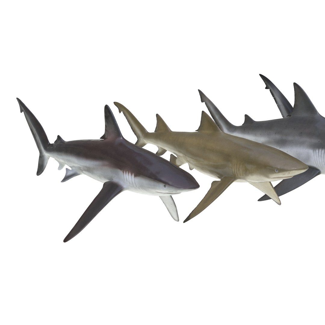 sharks 5 3ds https://p.turbosquid.com/ts-thumb/16/6omlE2/WSUqlpjp/3dmodelsofsharkscollection008/jpg/1452931557/1920x1080/fit_q87/305a3c8de0b7a481cc0bbfeb798ca6feffd41d3b/3dmodelsofsharkscollection008.jpg