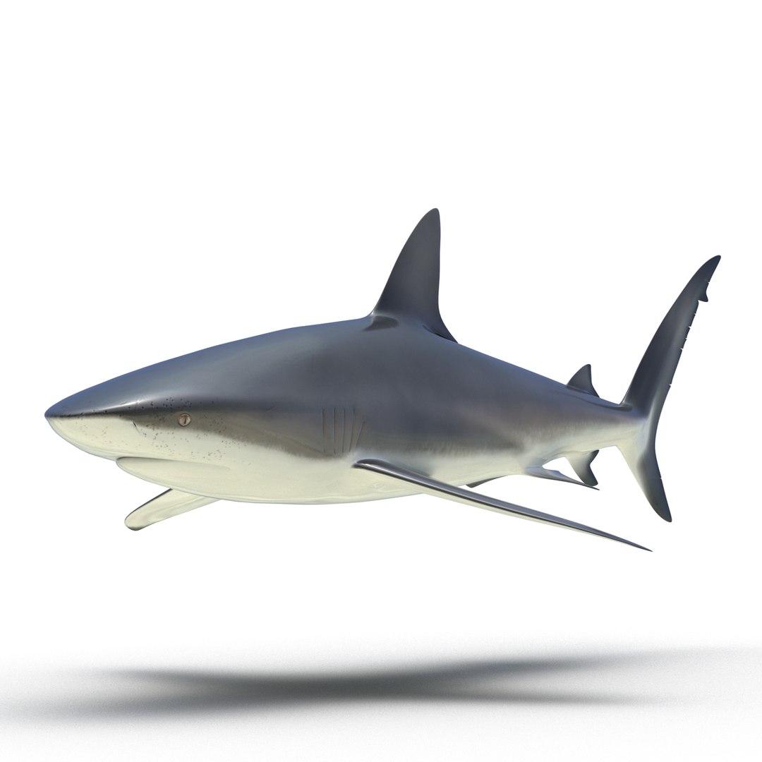 sharks 5 3ds https://p.turbosquid.com/ts-thumb/16/6omlE2/XIEMeoIk/3dmodelsofsharkscollection049/jpg/1452931561/1920x1080/fit_q87/06a8d75da2891e0203b7622b925d0fa4ce57ddd8/3dmodelsofsharkscollection049.jpg