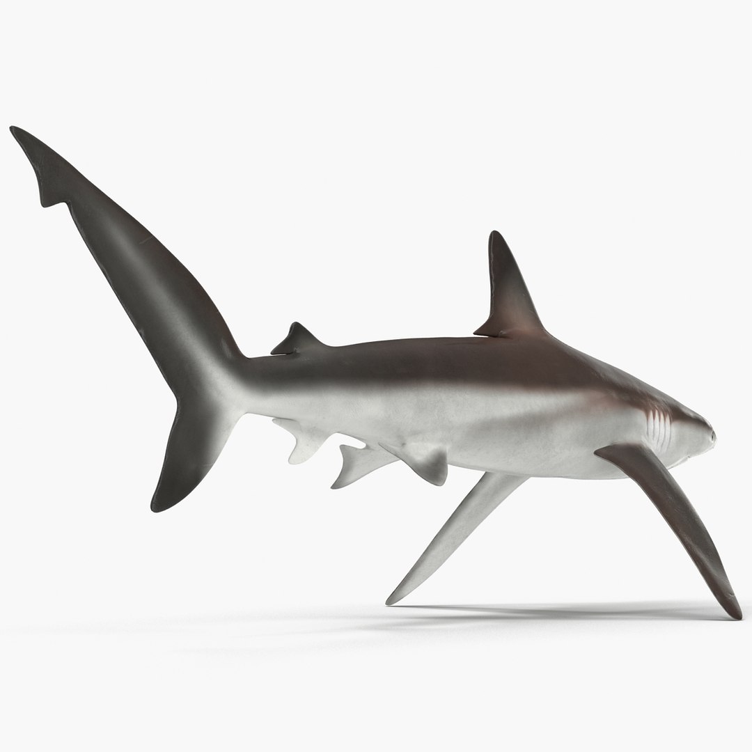 sharks 5 3ds https://p.turbosquid.com/ts-thumb/16/6omlE2/XlIkCrao/3dmodelsofsharkscollection039/jpg/1452931560/1920x1080/fit_q87/fbdb9bfae85474ab71ff709e954eb8af44724db0/3dmodelsofsharkscollection039.jpg