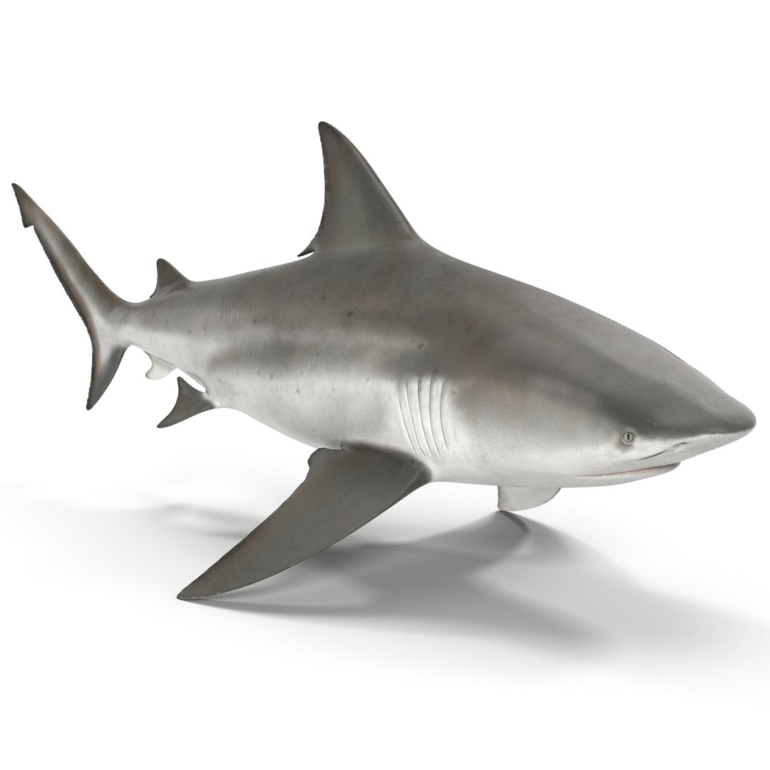 sharks 5 3ds https://p.turbosquid.com/ts-thumb/16/6omlE2/YDJ4iEPH/3dmodelsofsharkscollection014/jpg/1452931557/1920x1080/fit_q87/1c241b34ea6f1789cc242cf63a3ccf54e99ec0da/3dmodelsofsharkscollection014.jpg
