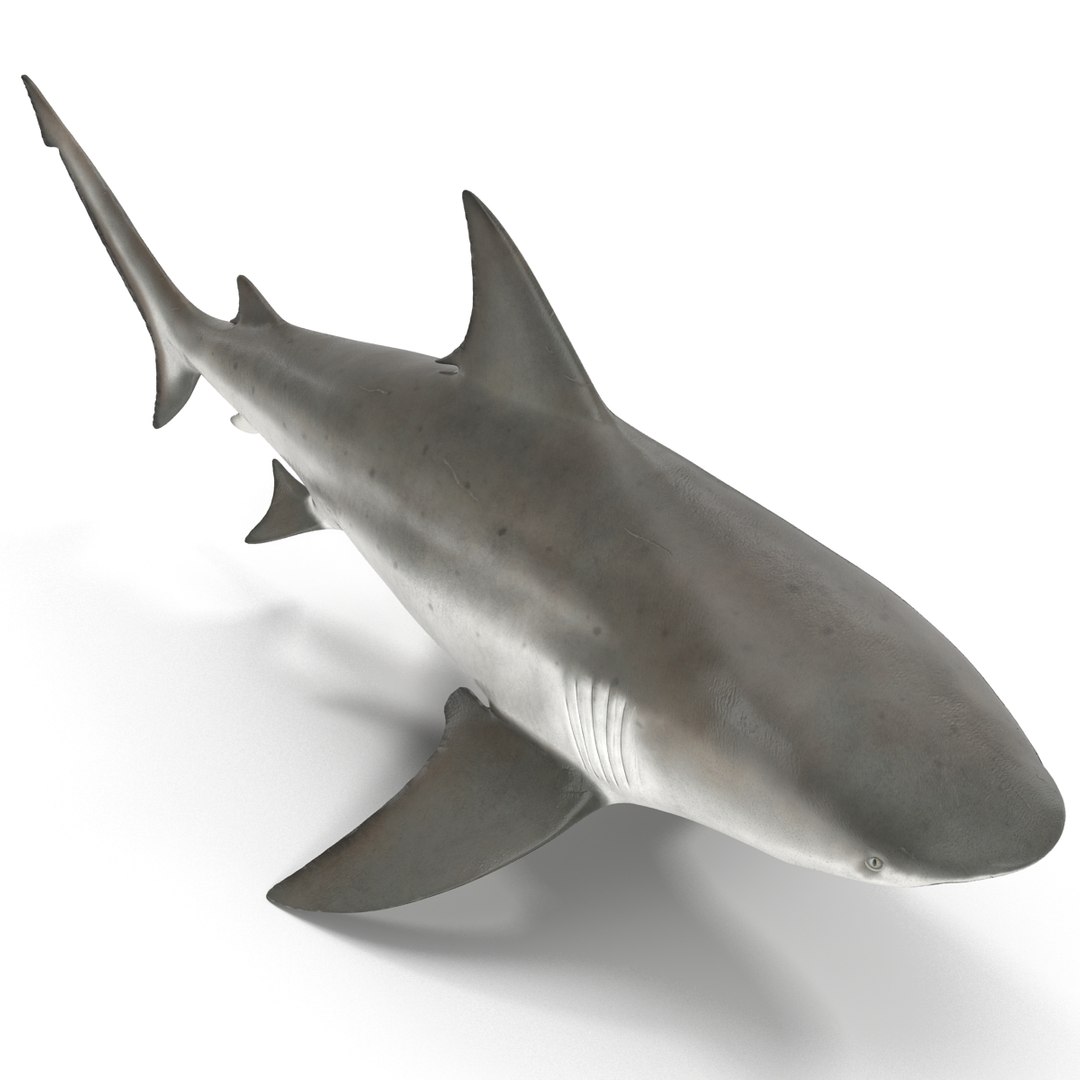 sharks 5 3ds https://p.turbosquid.com/ts-thumb/16/6omlE2/bzyPAhDE/3dmodelsofsharkscollection017/jpg/1452931558/1920x1080/fit_q87/89e708675d4a1fe61c193c57fbb6d3e14a9cbe35/3dmodelsofsharkscollection017.jpg