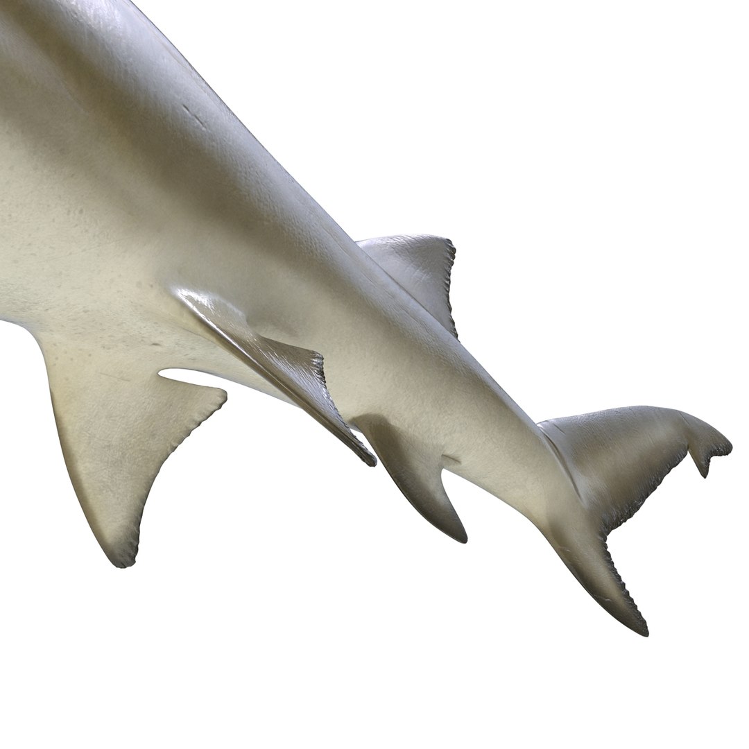 sharks 5 3ds https://p.turbosquid.com/ts-thumb/16/6omlE2/cleNRdnM/3dmodelsofsharkscollection070/jpg/1452931563/1920x1080/fit_q87/159ec581aee95f9b6b916ef3145bbe91a9095f04/3dmodelsofsharkscollection070.jpg