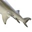 Collection Requins 5