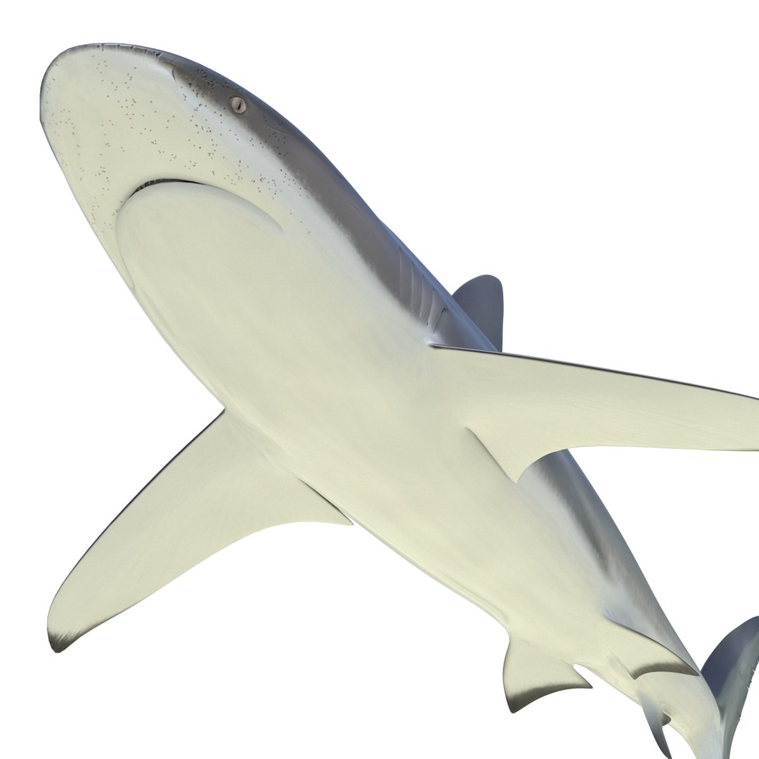 sharks 5 3ds https://p.turbosquid.com/ts-thumb/16/6omlE2/dEoj8Akz/3dmodelsofsharkscollection057/jpg/1452931561/1920x1080/fit_q87/00a71568b1514b25dbd1118fe34f3e0aacc931bb/3dmodelsofsharkscollection057.jpg