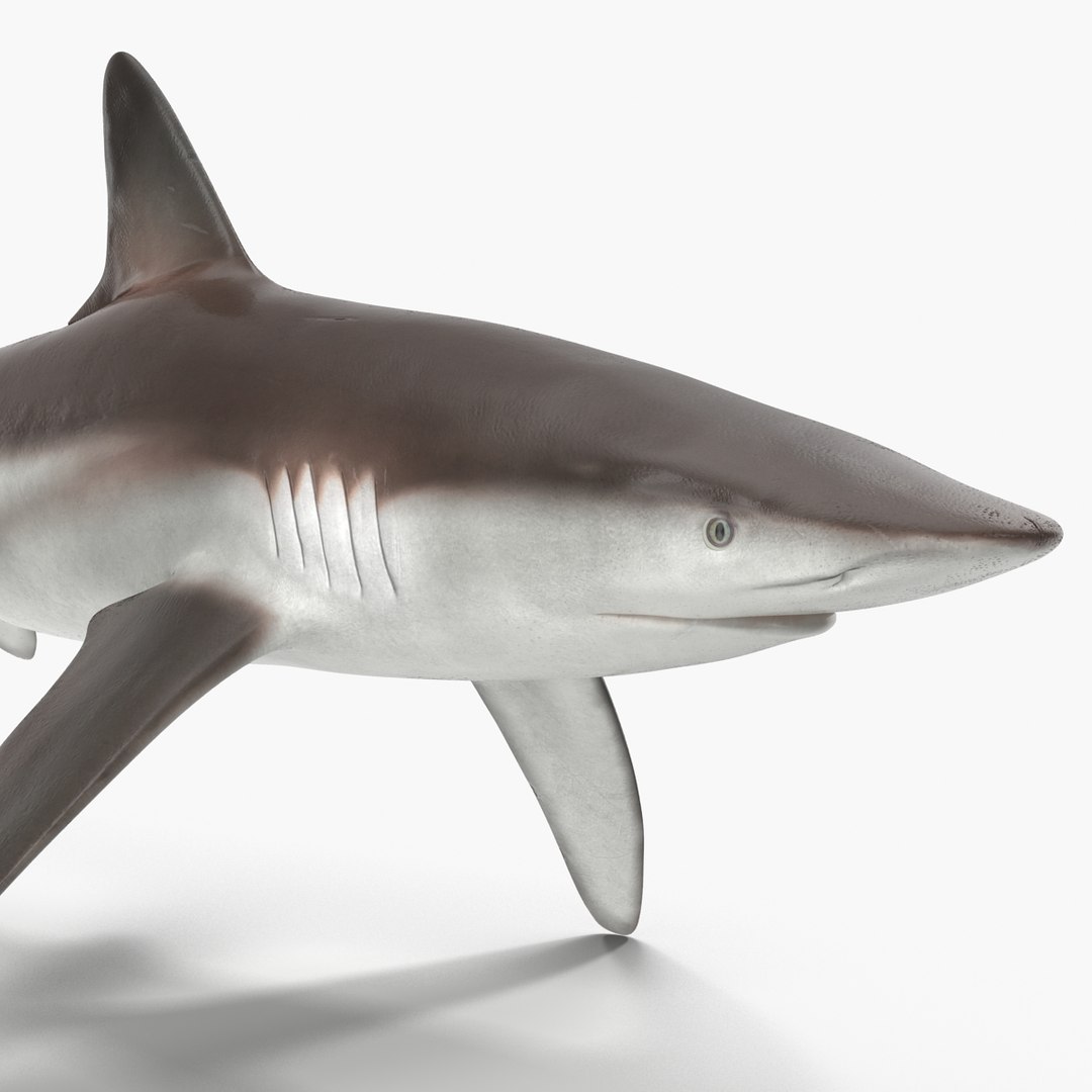 sharks 5 3ds https://p.turbosquid.com/ts-thumb/16/6omlE2/dNaYzWNq/3dmodelsofsharkscollection040/jpg/1452931560/1920x1080/fit_q87/1875ac0cc8579075a4e0c8ed9fc9a4d43bf2ddeb/3dmodelsofsharkscollection040.jpg