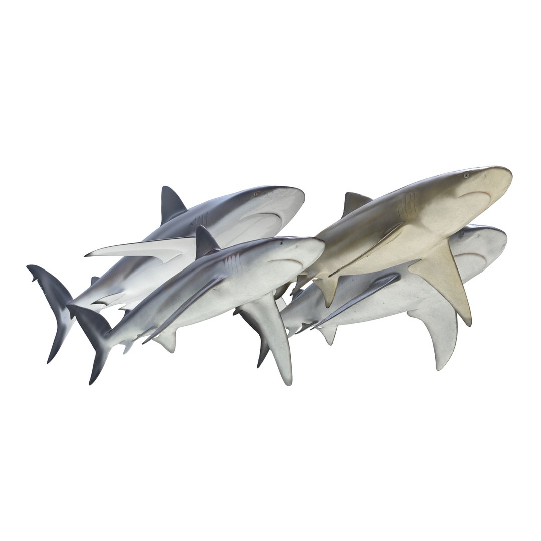 sharks 5 3ds https://p.turbosquid.com/ts-thumb/16/6omlE2/dsfLBgwK/3dmodelsofsharkscollection002/jpg/1452931556/1920x1080/fit_q87/39c2c10c2b2a4367e9786759be7f620bd6b2de55/3dmodelsofsharkscollection002.jpg