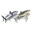 Collection Requins 5