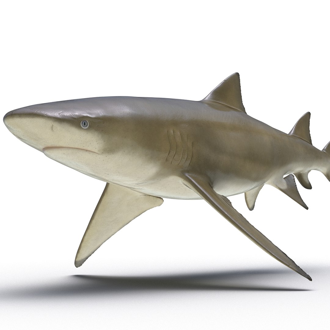 sharks 5 3ds https://p.turbosquid.com/ts-thumb/16/6omlE2/gytRzC3A/3dmodelsofsharkscollection066/jpg/1452931563/1920x1080/fit_q87/f71c8e859ab9ad731fda16c6a34d06e18271e979/3dmodelsofsharkscollection066.jpg