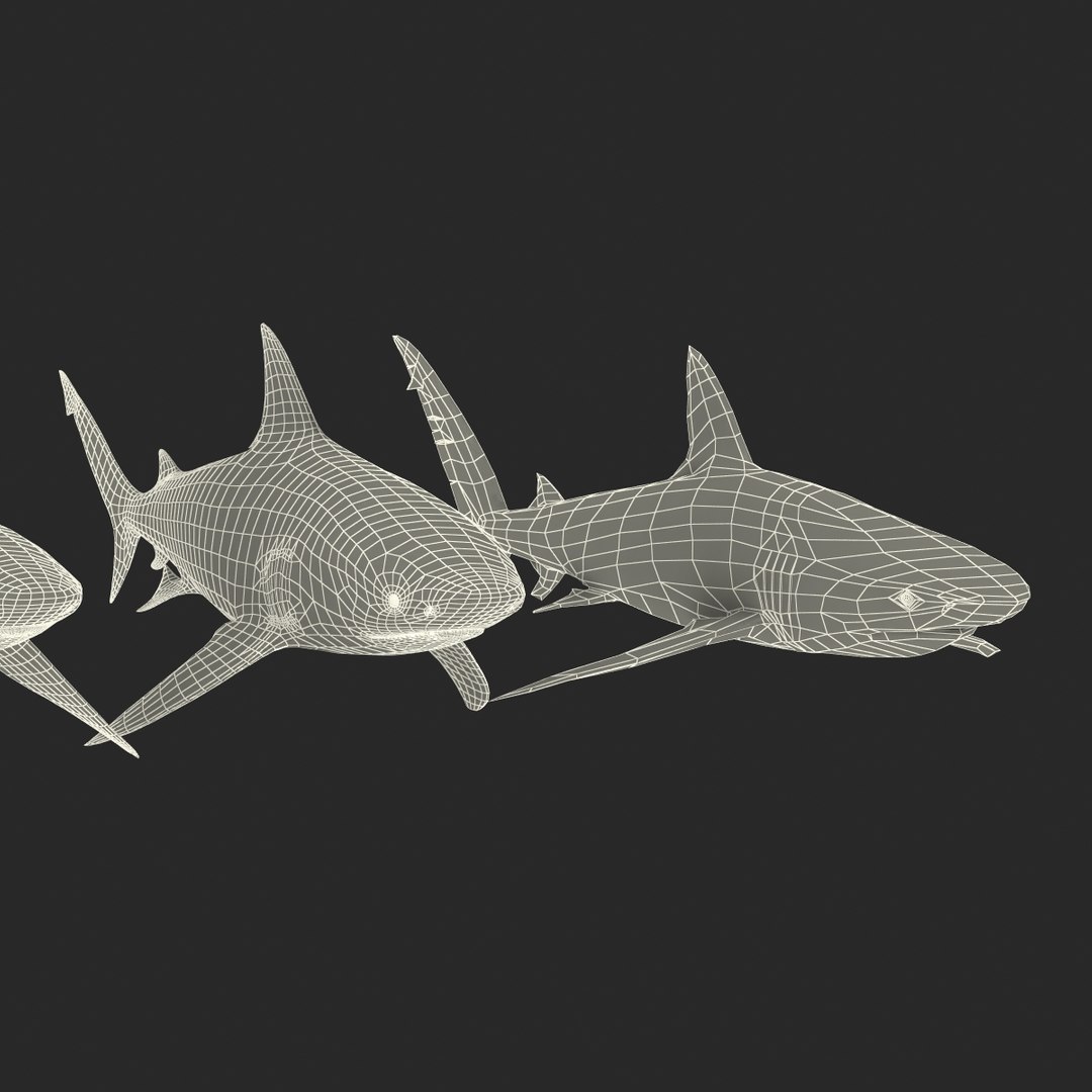 sharks 5 3ds https://p.turbosquid.com/ts-thumb/16/6omlE2/gzHfTHyk/3dmodelsofsharkscollection097/jpg/1452931566/1920x1080/fit_q87/5d39fe40486cdc670e5aa0ab988bfed79257eb7b/3dmodelsofsharkscollection097.jpg
