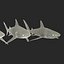 Collection Requins 5