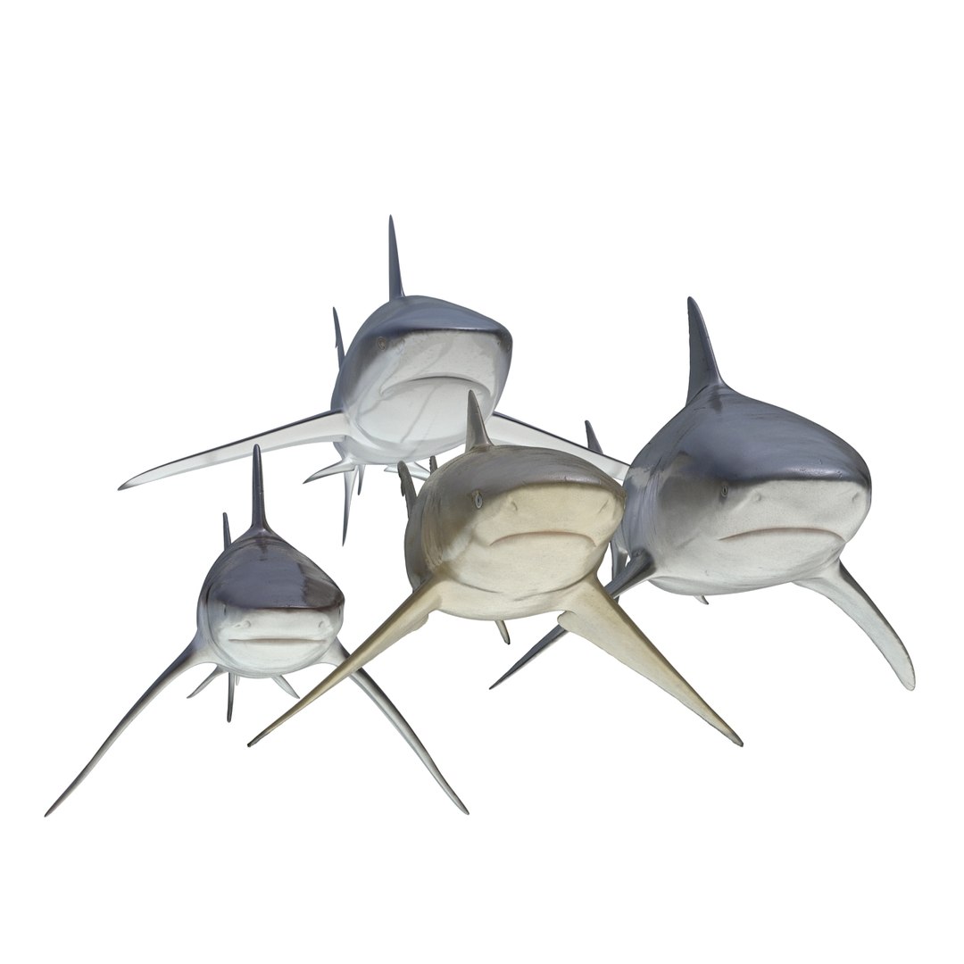 sharks 5 3ds https://p.turbosquid.com/ts-thumb/16/6omlE2/hQhYgwAB/3dmodelsofsharkscollection007/jpg/1452931557/1920x1080/fit_q87/06cbdc3a3afb0c04d5c5f418e92d6fc285e74be5/3dmodelsofsharkscollection007.jpg