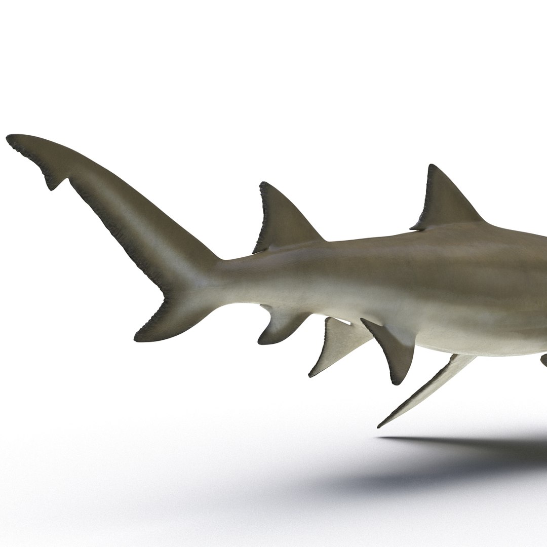 sharks 5 3ds https://p.turbosquid.com/ts-thumb/16/6omlE2/hbZ2M8IZ/3dmodelsofsharkscollection064/jpg/1452931562/1920x1080/fit_q87/0b8efe1d9a3045c56ed37dea130082c9de789625/3dmodelsofsharkscollection064.jpg