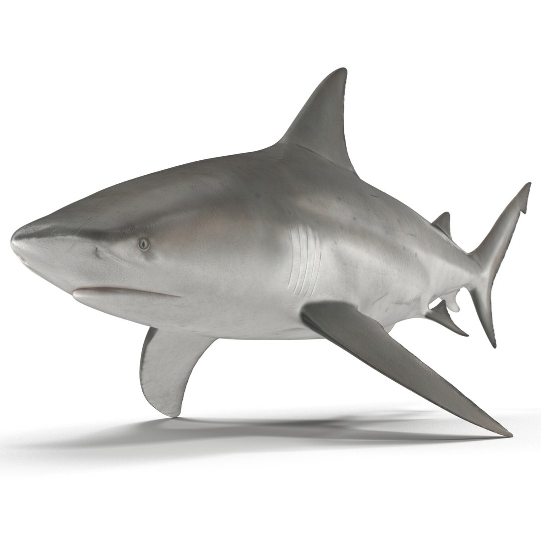 sharks 5 3ds https://p.turbosquid.com/ts-thumb/16/6omlE2/iXH3q0hc/3dmodelsofsharkscollection020/jpg/1452931558/1920x1080/fit_q87/842739f2178042a5ea88895c173d807a1e4efcf7/3dmodelsofsharkscollection020.jpg