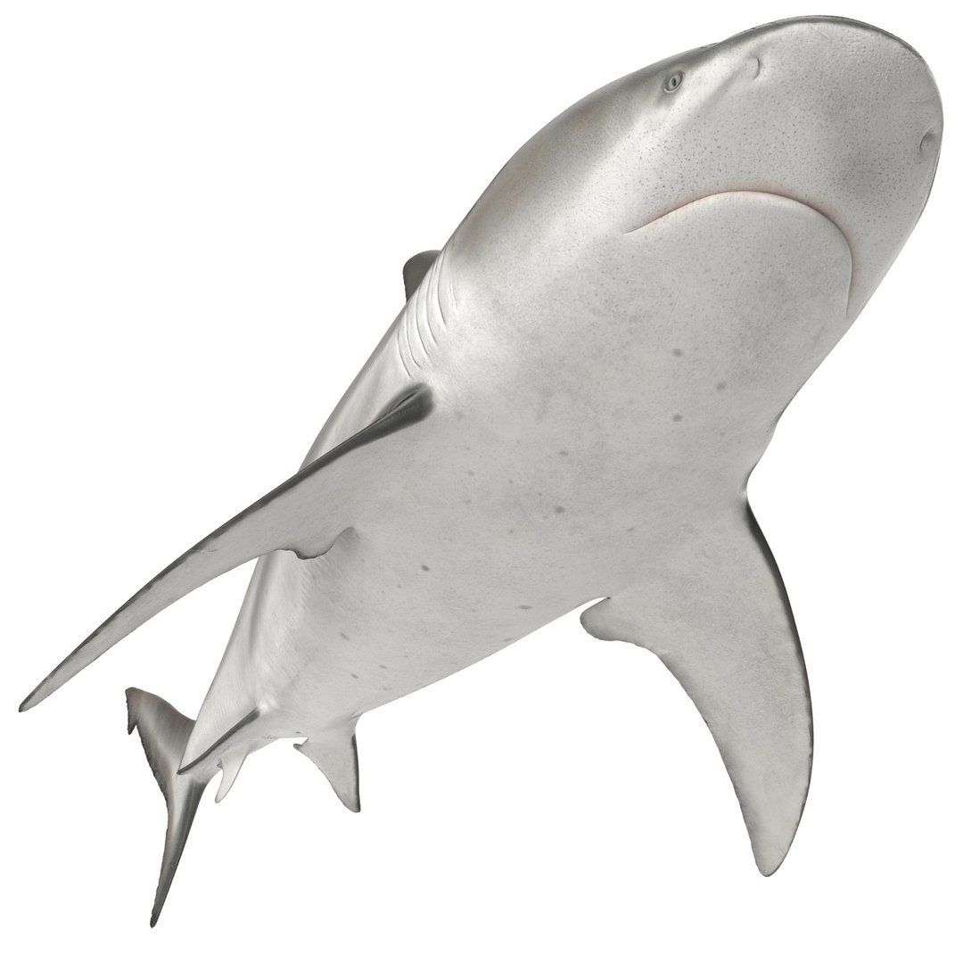 sharks 5 3ds https://p.turbosquid.com/ts-thumb/16/6omlE2/k0zi8aTU/3dmodelsofsharkscollection027/jpg/1452931558/1920x1080/fit_q87/e3a16d267a62a4bbfffa6c44ec5ad8270b053939/3dmodelsofsharkscollection027.jpg