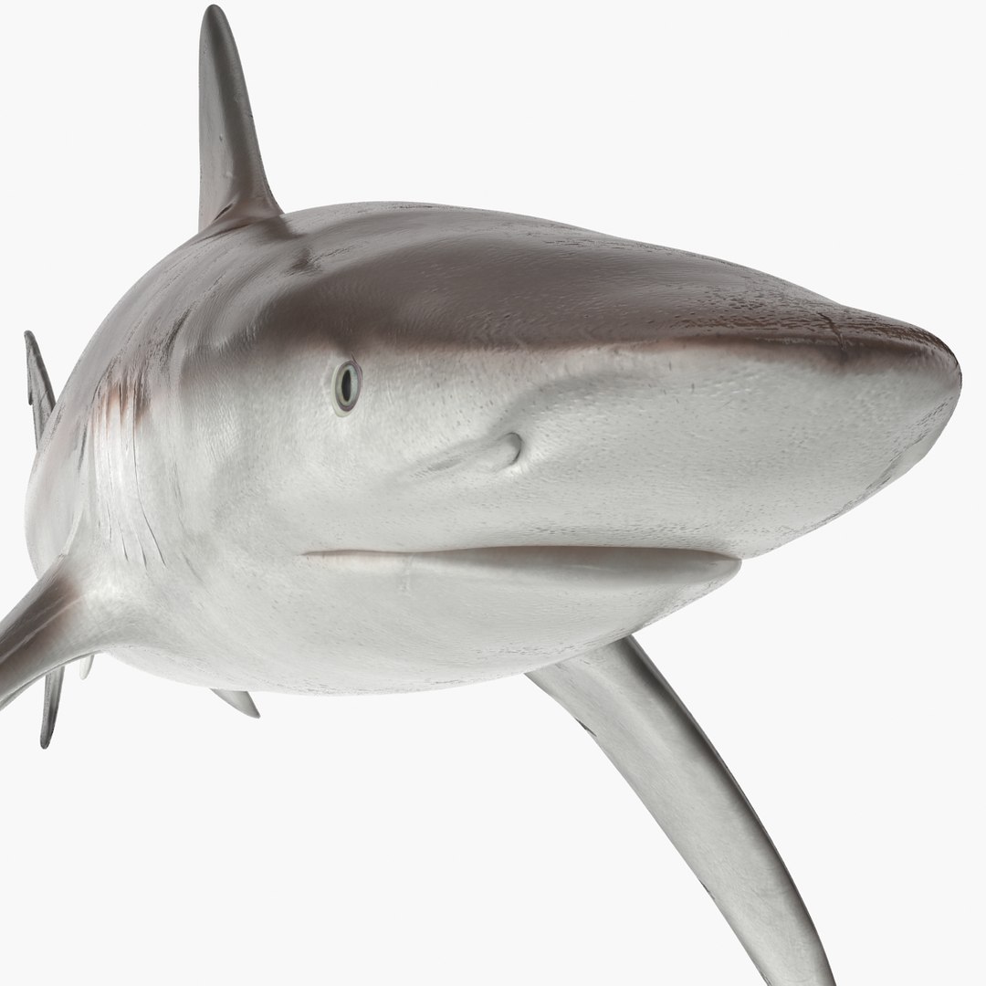 sharks 5 3ds https://p.turbosquid.com/ts-thumb/16/6omlE2/kkzU0plF/3dmodelsofsharkscollection043/jpg/1452931560/1920x1080/fit_q87/1b728845c4e0d415ac4d6da360205b89c2c66cf5/3dmodelsofsharkscollection043.jpg