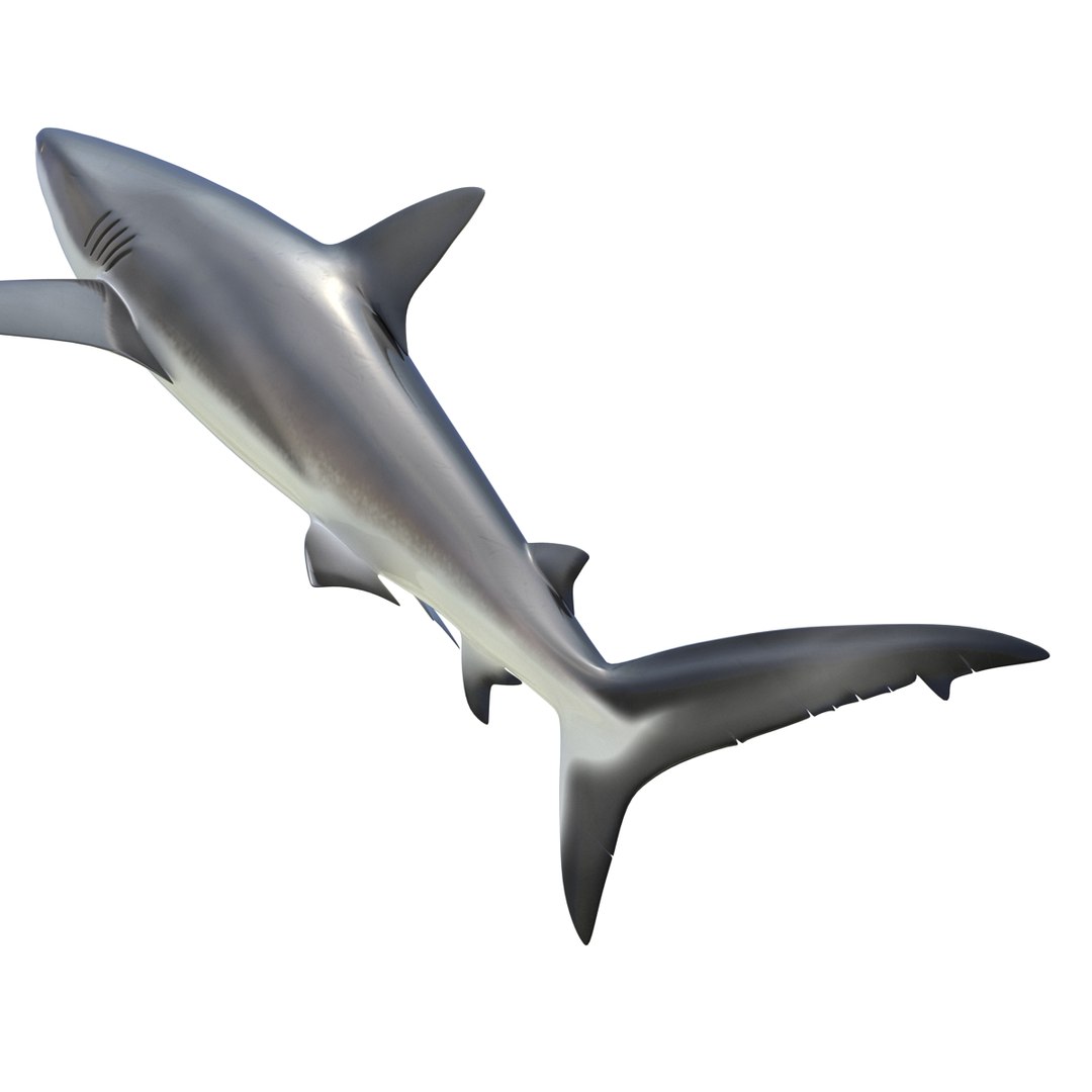 sharks 5 3ds https://p.turbosquid.com/ts-thumb/16/6omlE2/l5rLlKz2/3dmodelsofsharkscollection053/jpg/1452931561/1920x1080/fit_q87/ea32fa3da3bef8c1a9b3963fbe2e8490af5e4b04/3dmodelsofsharkscollection053.jpg