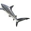Collection Requins 5