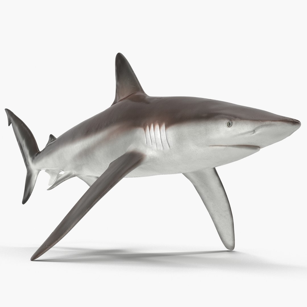 sharks 5 3ds https://p.turbosquid.com/ts-thumb/16/6omlE2/lHiWXdT4/3dmodelsofsharkscollection036/jpg/1452931559/1920x1080/fit_q87/76e1a2e8bee314a3cae8c2d01befd33285e96e43/3dmodelsofsharkscollection036.jpg