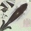 Collection Requins 5