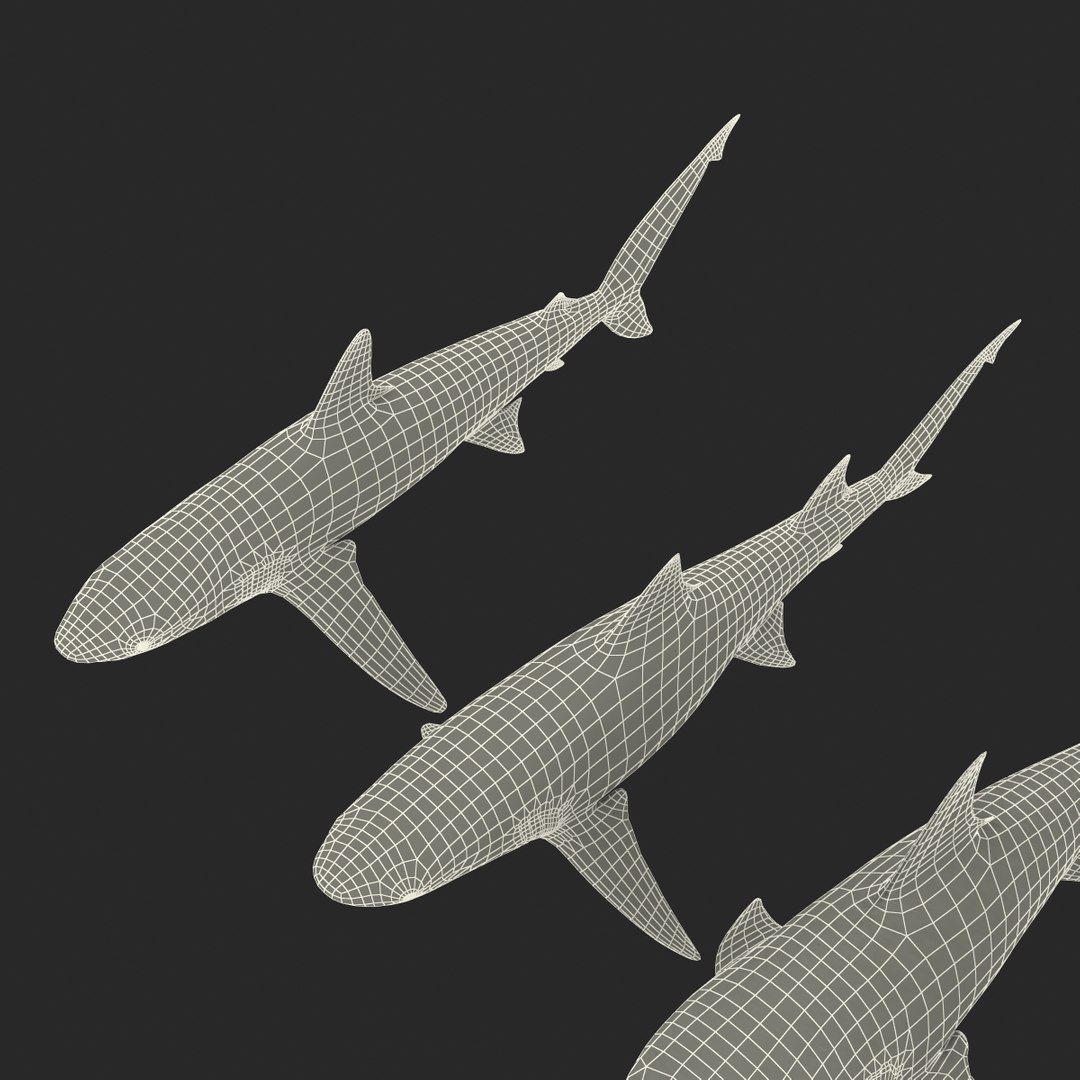 sharks 5 3ds https://p.turbosquid.com/ts-thumb/16/6omlE2/ltV4dN8q/3dmodelsofsharkscollection095/jpg/1452931565/1920x1080/fit_q87/89cac2794222e28b0edfcaa78cd55c568edebd06/3dmodelsofsharkscollection095.jpg
