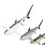 Collection Requins 5