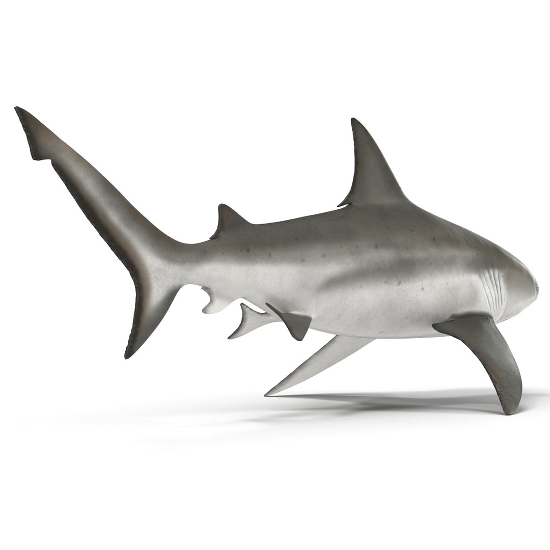 sharks 5 3ds https://p.turbosquid.com/ts-thumb/16/6omlE2/nRJBKiRc/3dmodelsofsharkscollection022/jpg/1452931558/1920x1080/fit_q87/99d1ac29cc3c54c54ccc2ff90f655cc01718cedc/3dmodelsofsharkscollection022.jpg