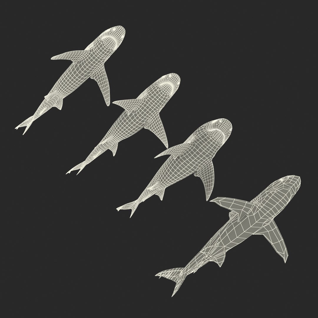 sharks 5 3ds https://p.turbosquid.com/ts-thumb/16/6omlE2/oxrx8vsr/3dmodelsofsharkscollection089/jpg/1452931565/1920x1080/fit_q87/855a39ed42d87aa144d3afed9056d4c20643b2c7/3dmodelsofsharkscollection089.jpg