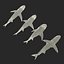 Collection Requins 5