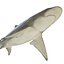 Collection Requins 5