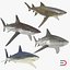 Collection Requins 5