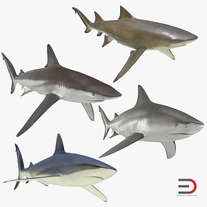 Sharks Collection 5