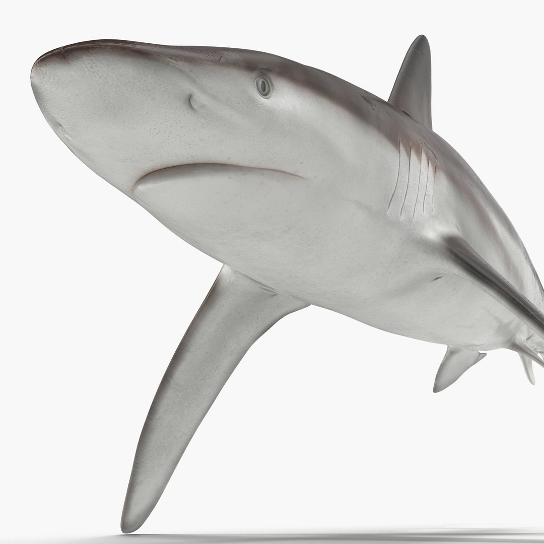 sharks 5 3ds https://p.turbosquid.com/ts-thumb/16/6omlE2/vBNtFMq0/3dmodelsofsharkscollection041/jpg/1452931560/1920x1080/fit_q87/7d1f5e91893d5efc0c6ada1df147909bf7327ba1/3dmodelsofsharkscollection041.jpg