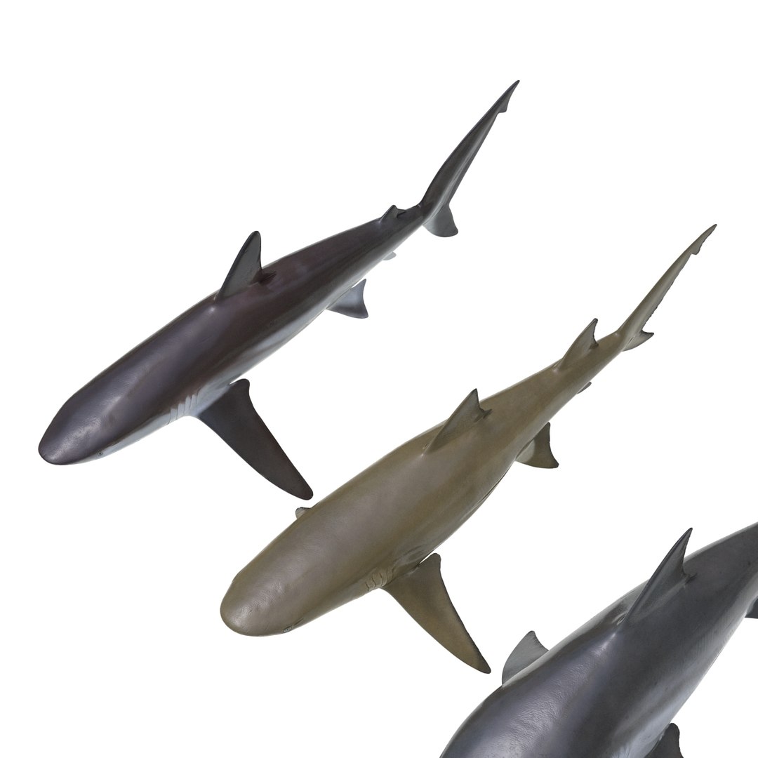 sharks 5 3ds https://p.turbosquid.com/ts-thumb/16/6omlE2/vtYldB32/3dmodelsofsharkscollection009/jpg/1452931557/1920x1080/fit_q87/a0baa1efdbf96e917e8000f9de9799dcfbac2798/3dmodelsofsharkscollection009.jpg