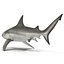 Collection Requins 5